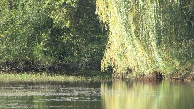 Rochefort sur loire (98)